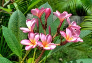 Balinese flowers // In pictures – On the Luce travel blog