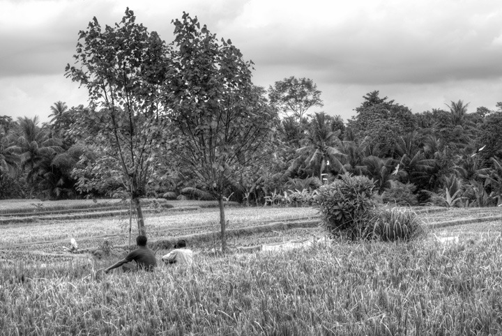 Rice paddies in Ubud