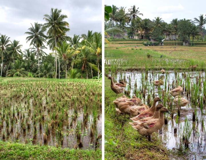 Ducks in the rice paddies