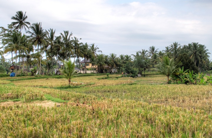 In the rice paddies outside Ubud