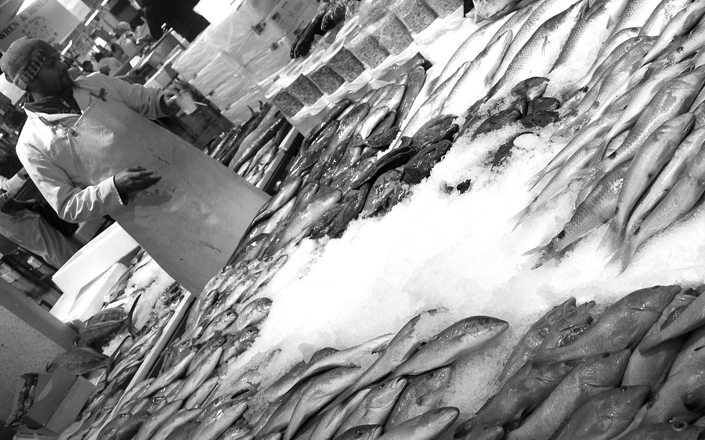 Seafood school at Billingsgate fish market in London