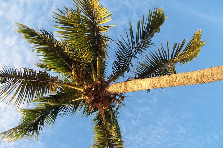 Palm tree
