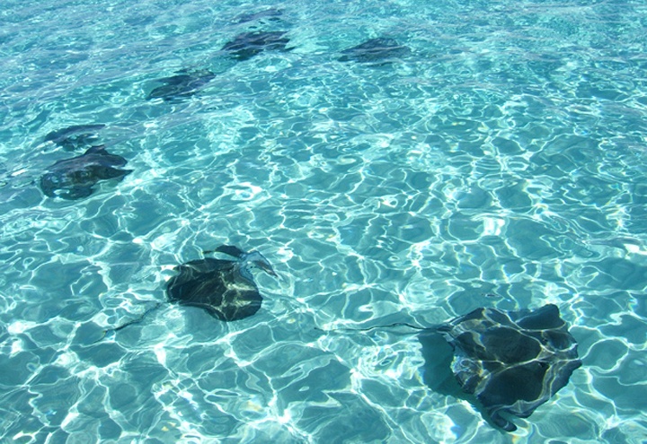 Stingrays in the Caribbean