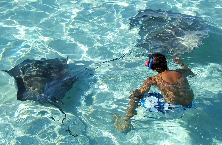 Stingrays in the waters of the Cayman Islands