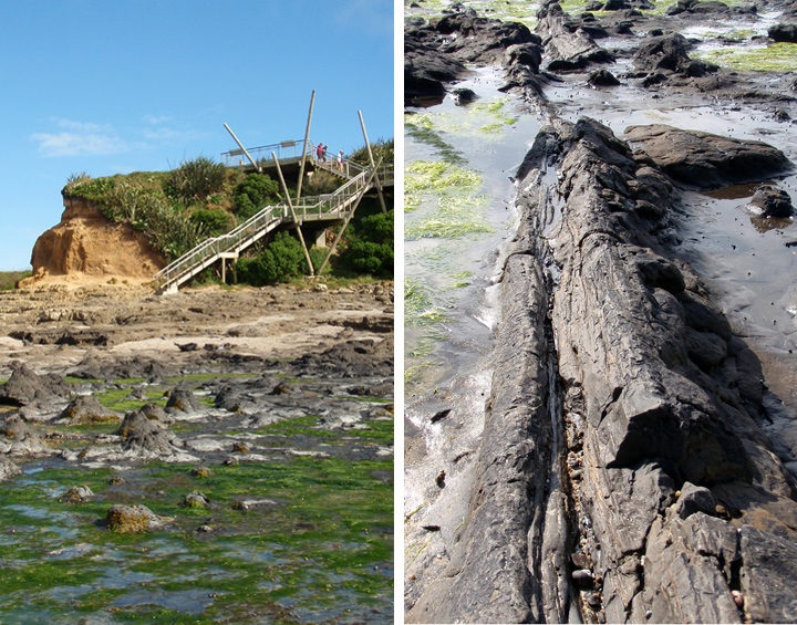 Curio Bay petrified forest