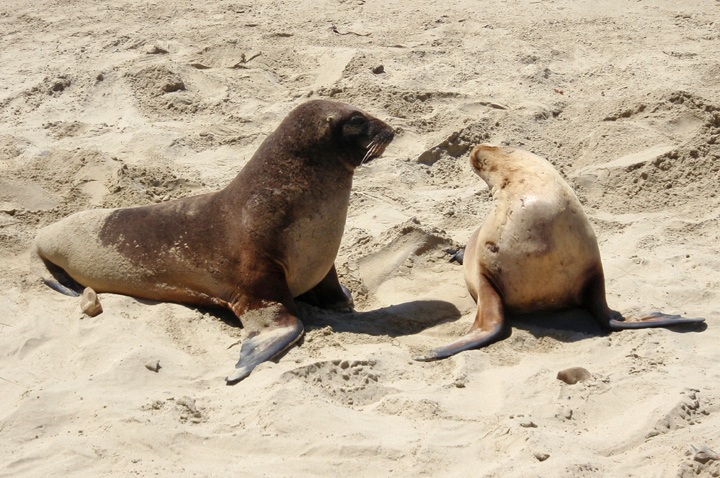 Sea lions