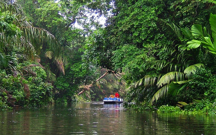 tortuguero jungle tour