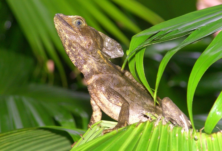 Lizard in Tortuguero National Park