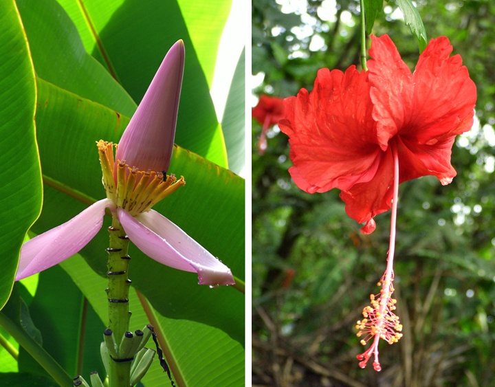 Flowers in Tortuguero National Park