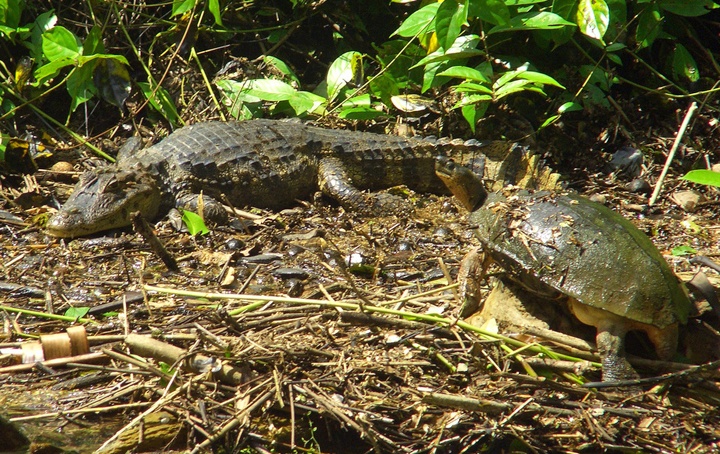 Costa Rica wildlife