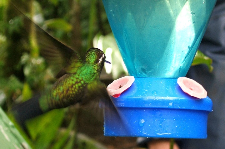 Costa Rican hummingbird