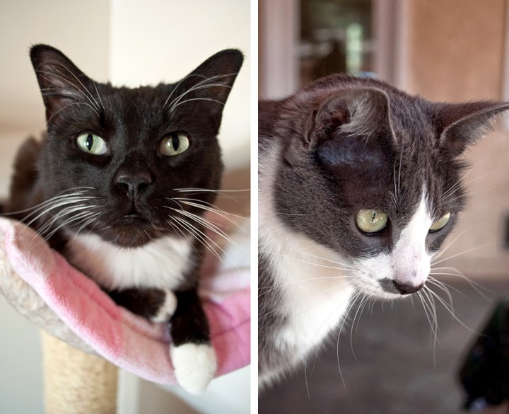 Cats at Best Friends animal sanctuary, Kanab, USA
