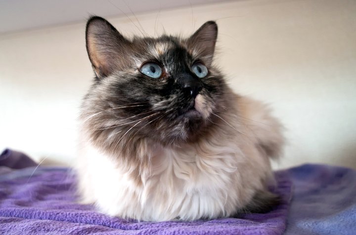 Cats at Best Friends animal sanctuary, Kanab, USA