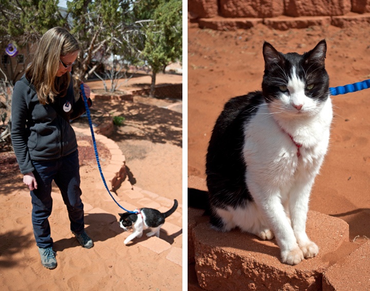 Cats at Best Friends animal sanctuary, Kanab, USA
