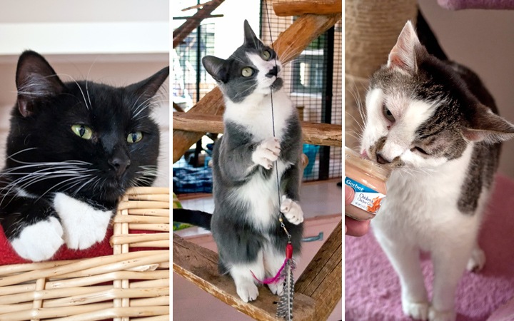 Best Friends animal sanctuary, Kanab, USA