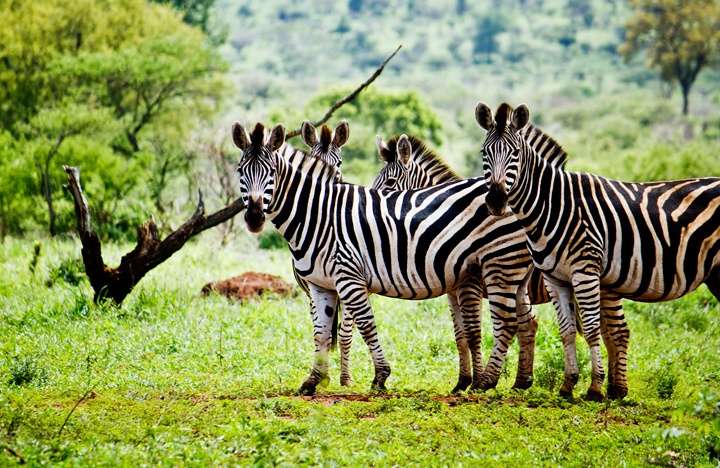 Zebras in Kruger National Park, South Africa