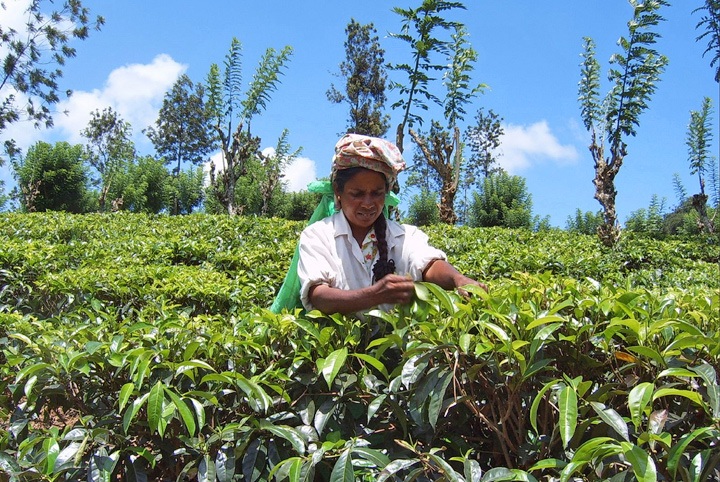 Tea plantation in Sri Lanka