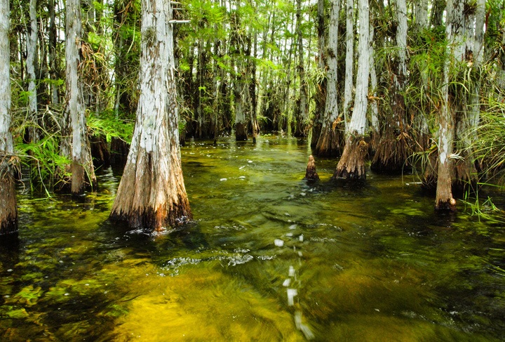 Everglades National Park, Florida, USA