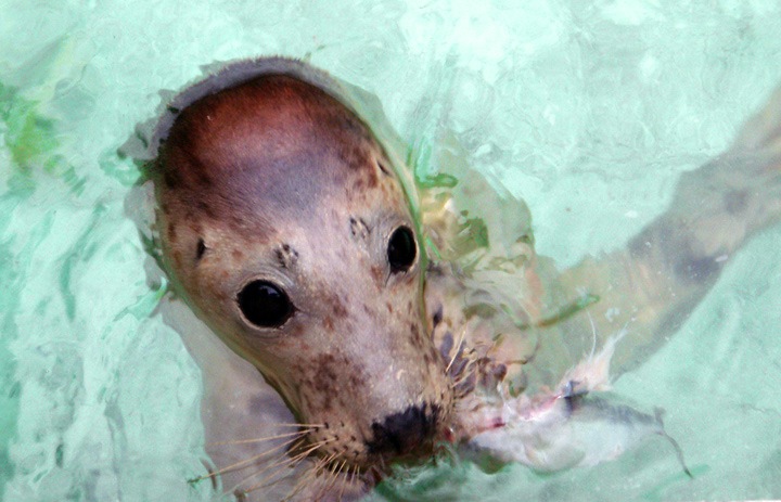 Seal Sanctuary in Gweek, Cornwall in Gweek