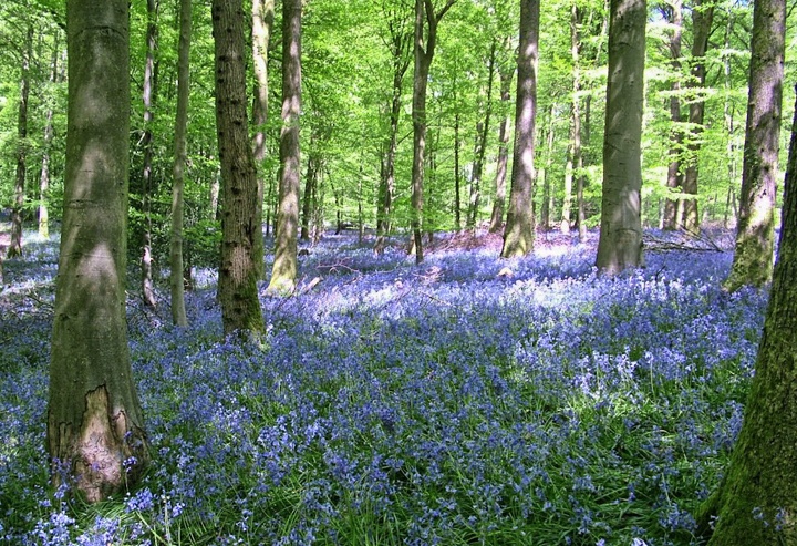 A Carpet Of Bluebells In The Forest Of Dean In Pictures On The Luce Travel Blog