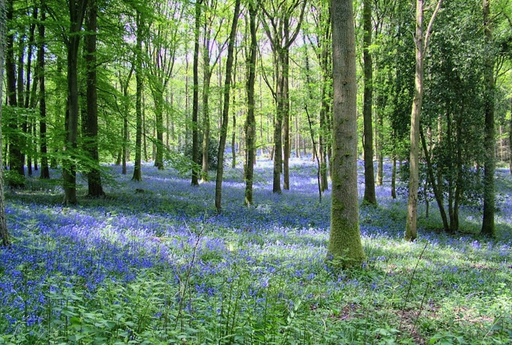 A Carpet Of Bluebells In The Forest Of Dean In Pictures On The Luce Travel Blog