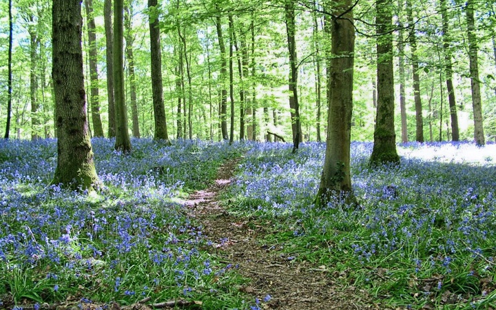 A Carpet Of Bluebells In The Forest Of Dean In Pictures On The Luce Travel Blog