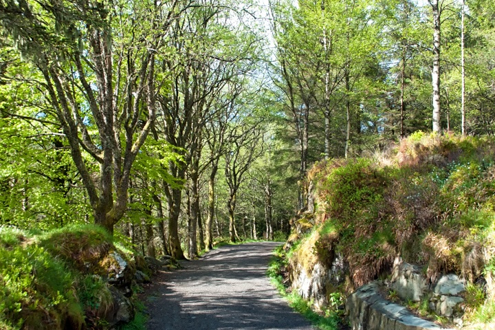 Forest walk from Mount Fløyen in Bergen, Norway