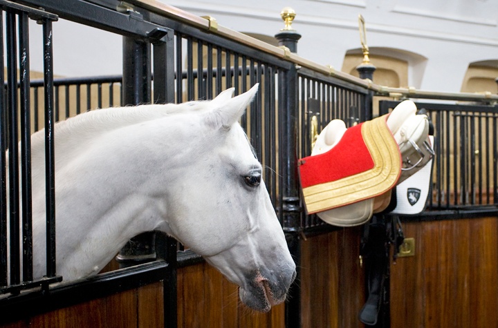 Vienna's Spanish Riding School
