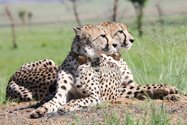 Cheetahs in South Africa