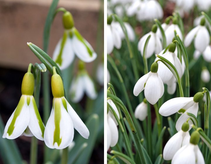 Spring in the Cotswolds: Snowdrops at Colesbourne Park