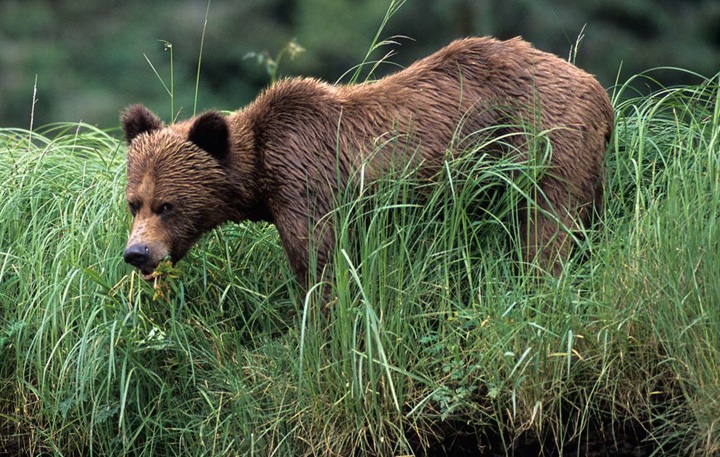 Grizzly bear, Great Bear Rainforest