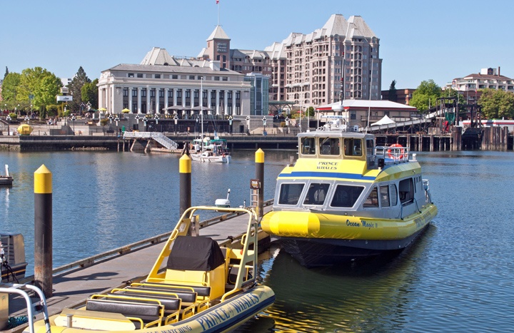 Whale watching tours