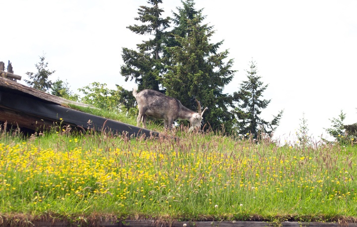 Goats on the Roof, Coombs