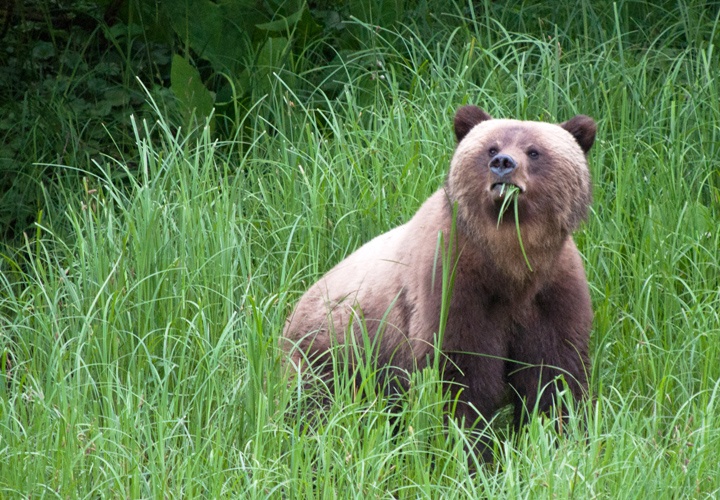 Grizzly bear in Canada's Great Bear Rainforest