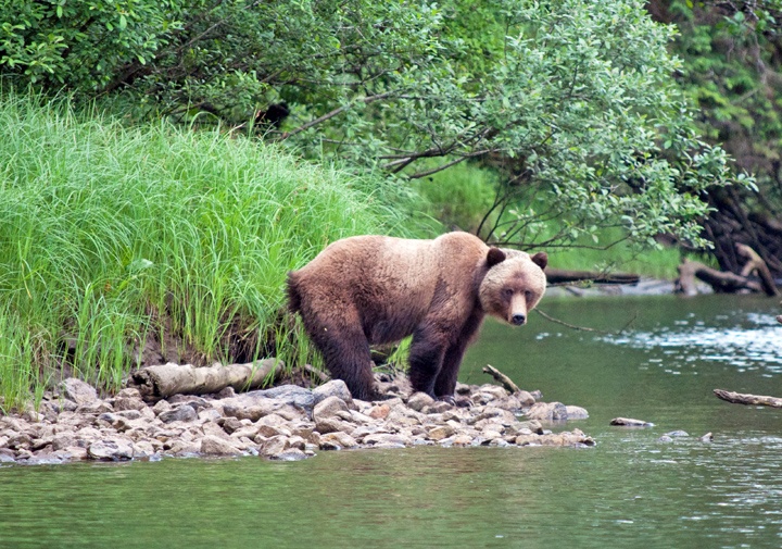Grizzly bear in Canada's Great Bear Rainforest