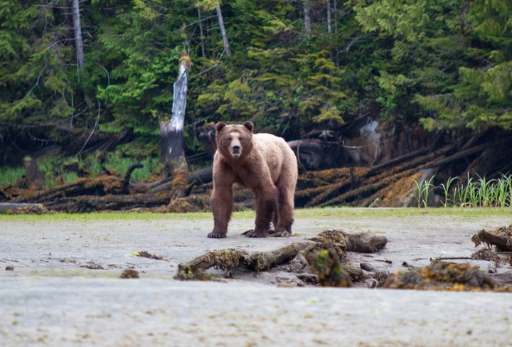 Grizzly bear in Canada's Great Bear Rainforest