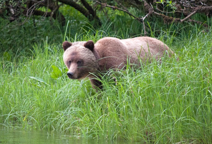Great Bear Rainforest Canada