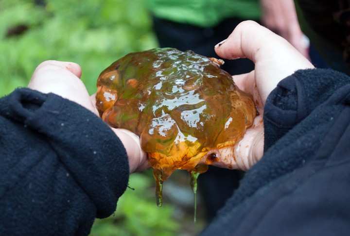 Great Bear Rainforest wildlife