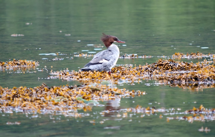Birdlife in the Great Bear Rainforest