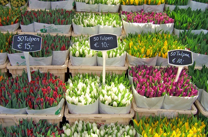 Tulips in the Bloemenmarkt, Amsterdam