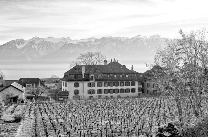Vines and mountain views