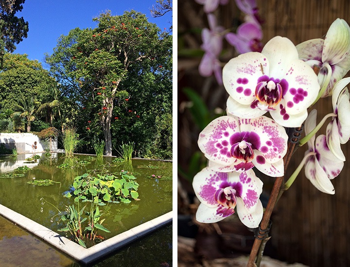 Tenerife Orchid Garden