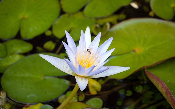 Lilies at Tenerife Botanic Gardens