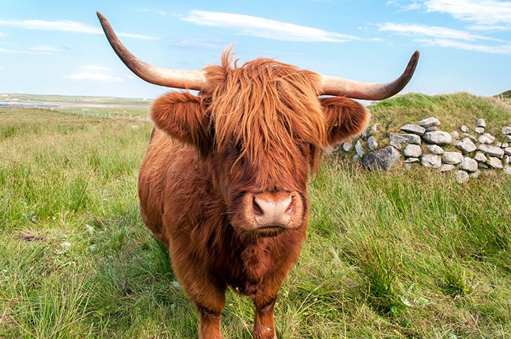 Highland coo in the Outer Hebrides