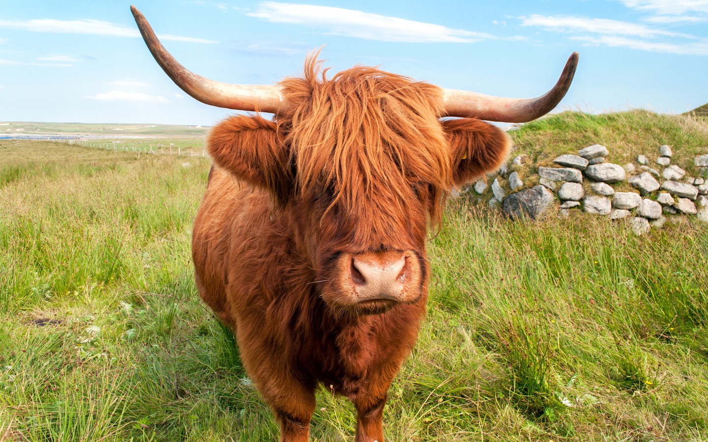 A Highland Coo in the Outer Hebrides