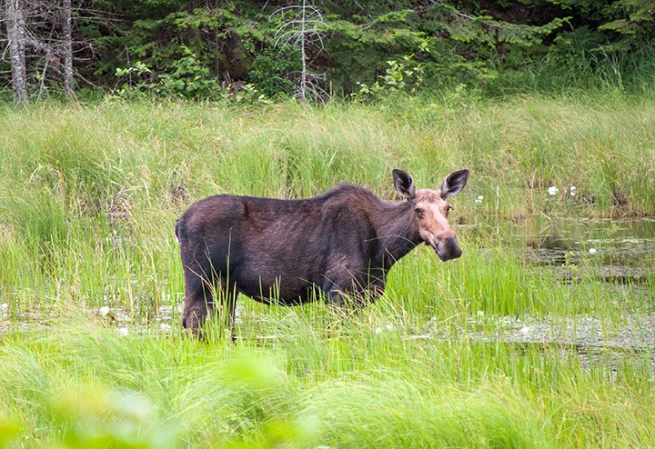 Moose in Algonquin Provincial Park