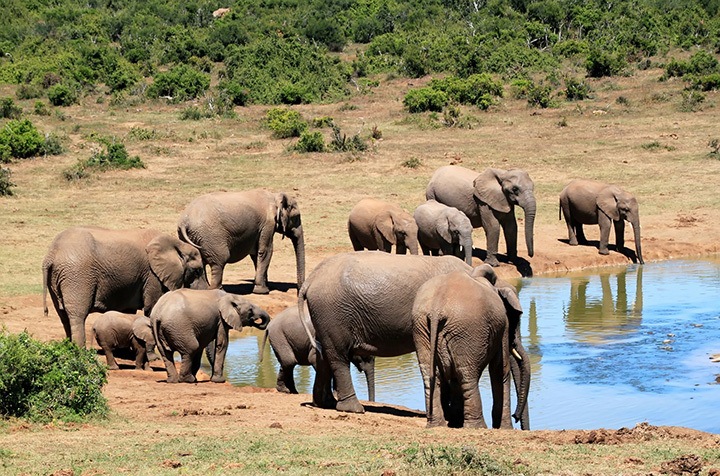 Elephants in Kruger National Park