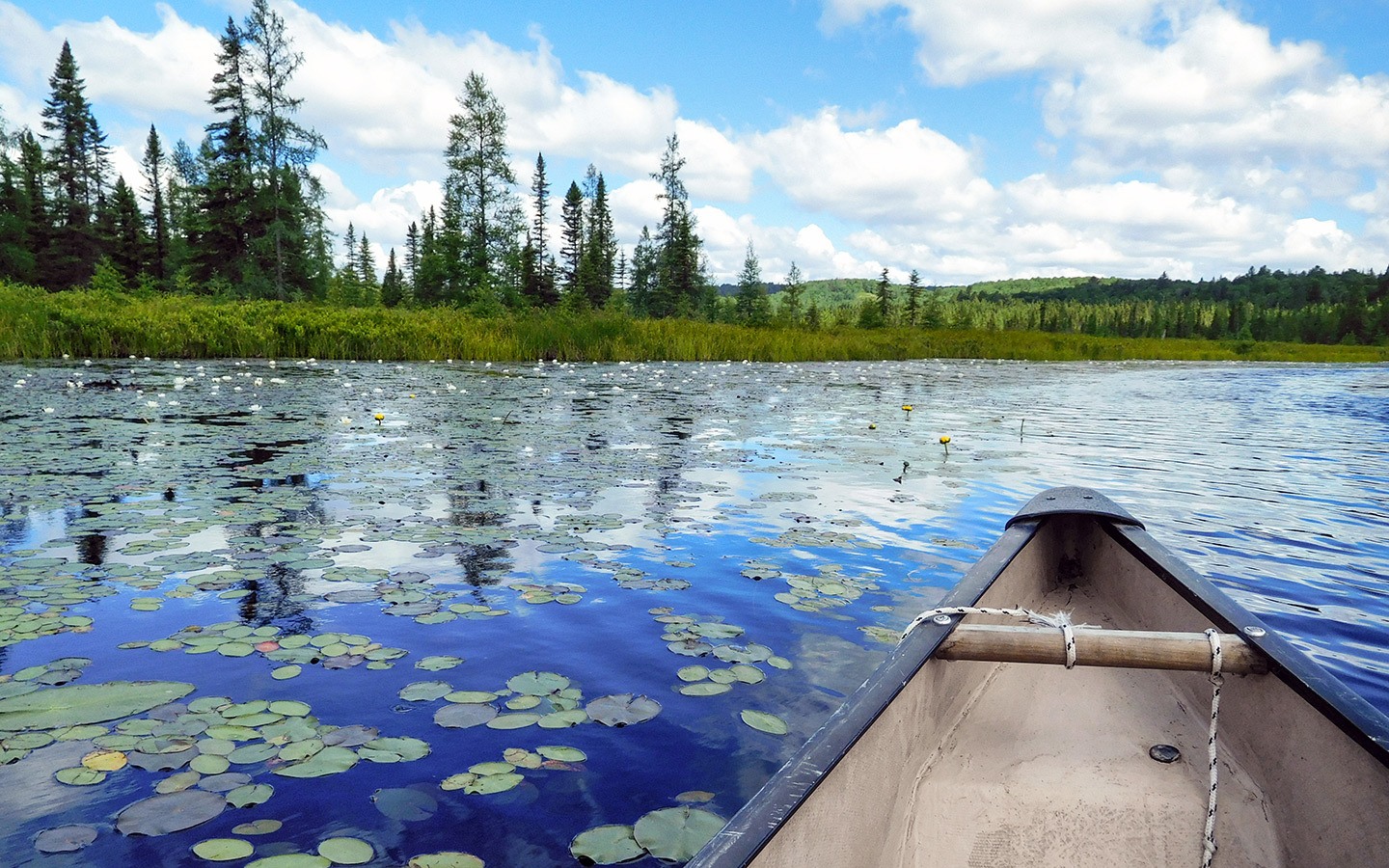 Canoeing though the lily pads in in Algonquin Provincial Park