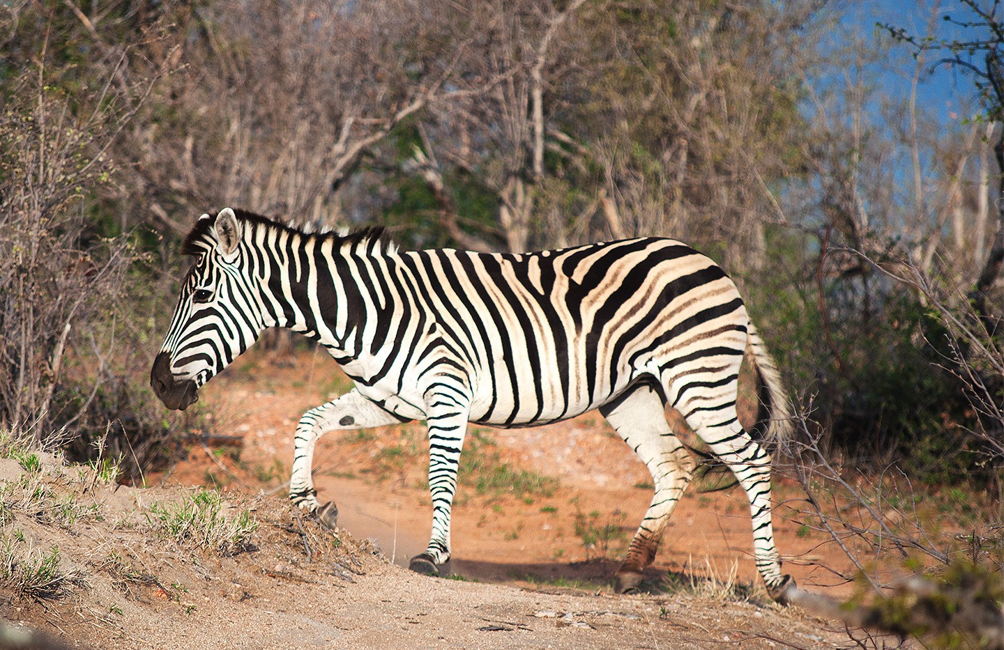 Zebra in South Africa