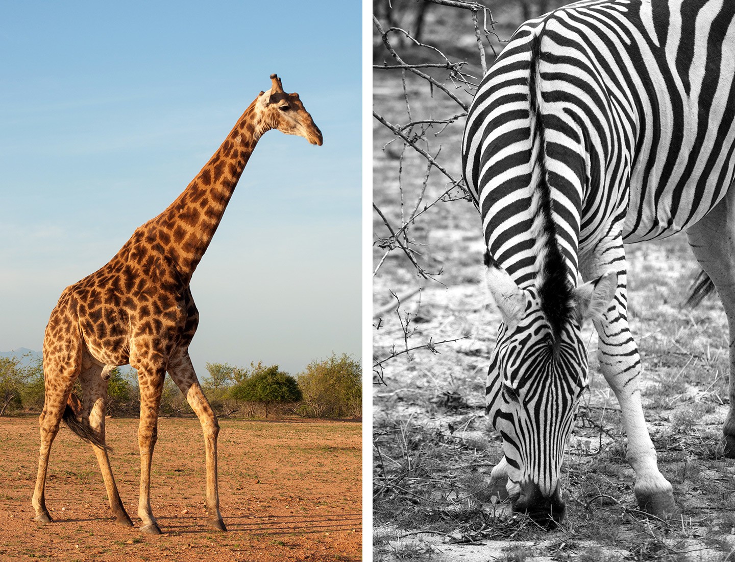 Wildlife in in Balule Game Reserve South Africa
